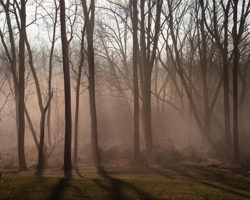 Foggy Trees, Readington, NJ
