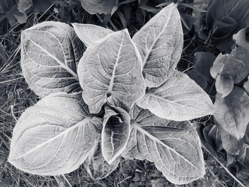 Leaves